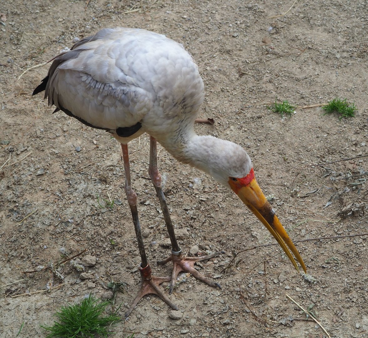 Yellow-billed stork (Mycteria ibis), 2021-06-12