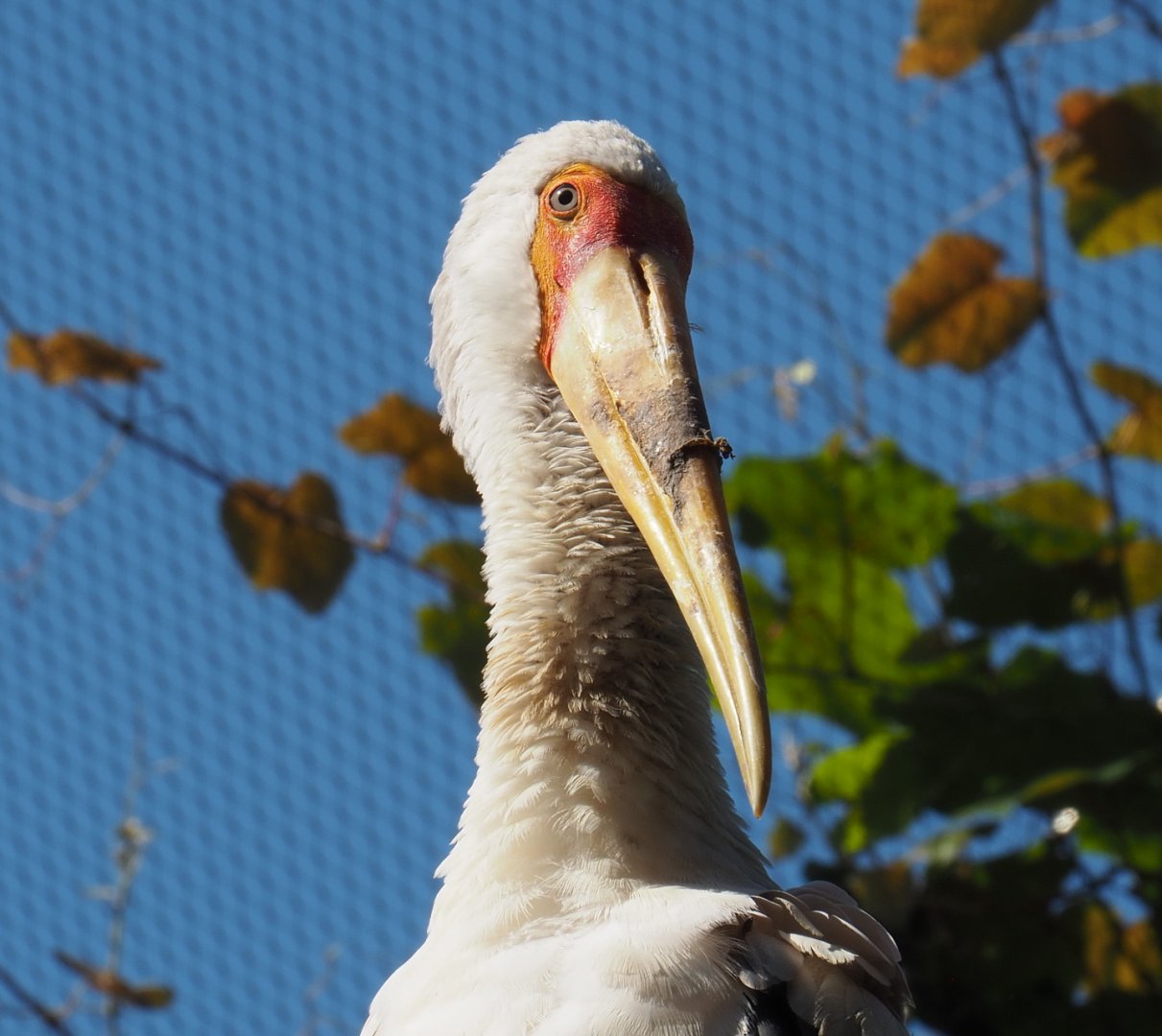 Yellow-billed stork (Mycteria ibis),  2021-07-17