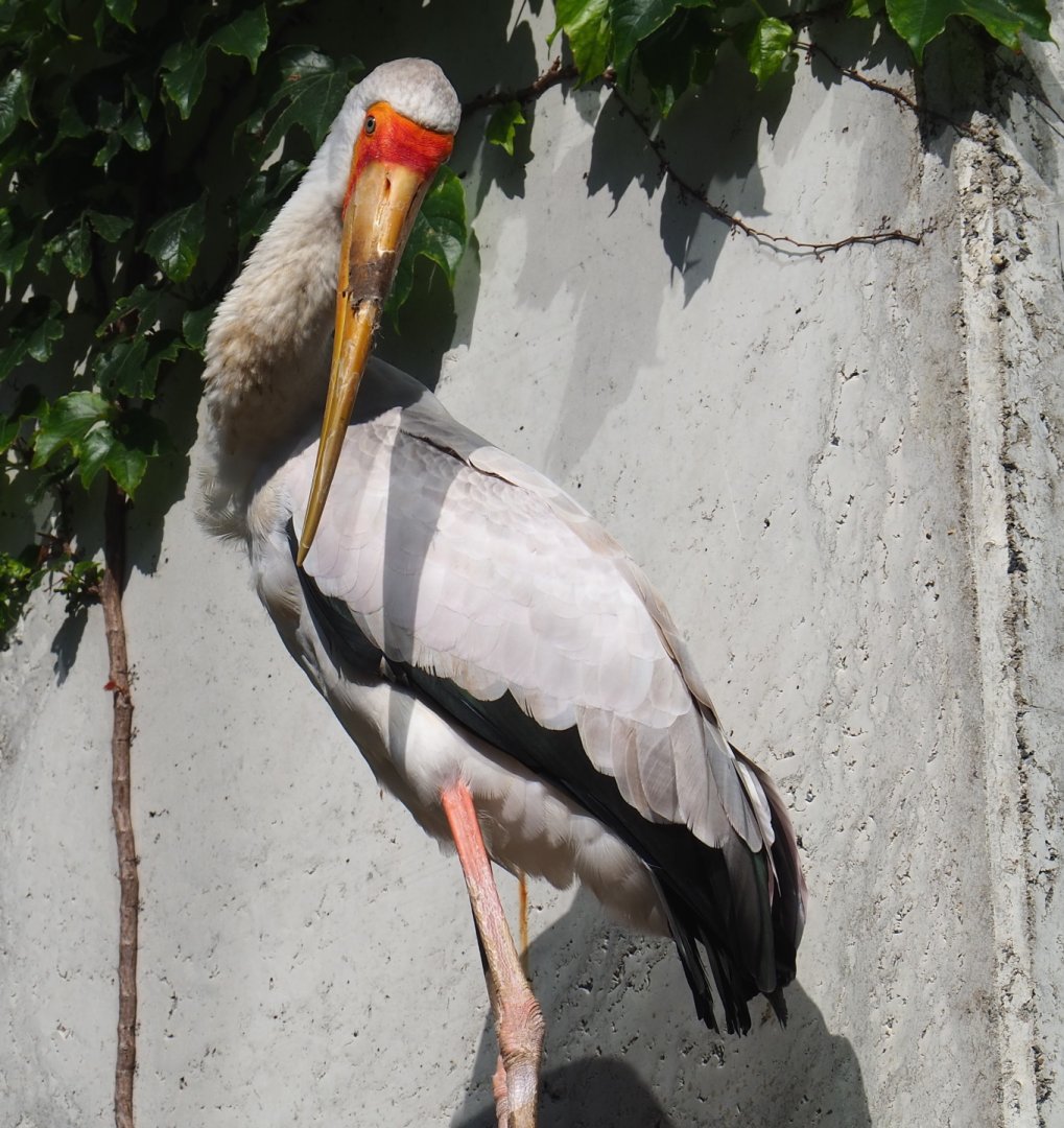 Yellow-billed stork (Mycteria ibis), 2021-07-17