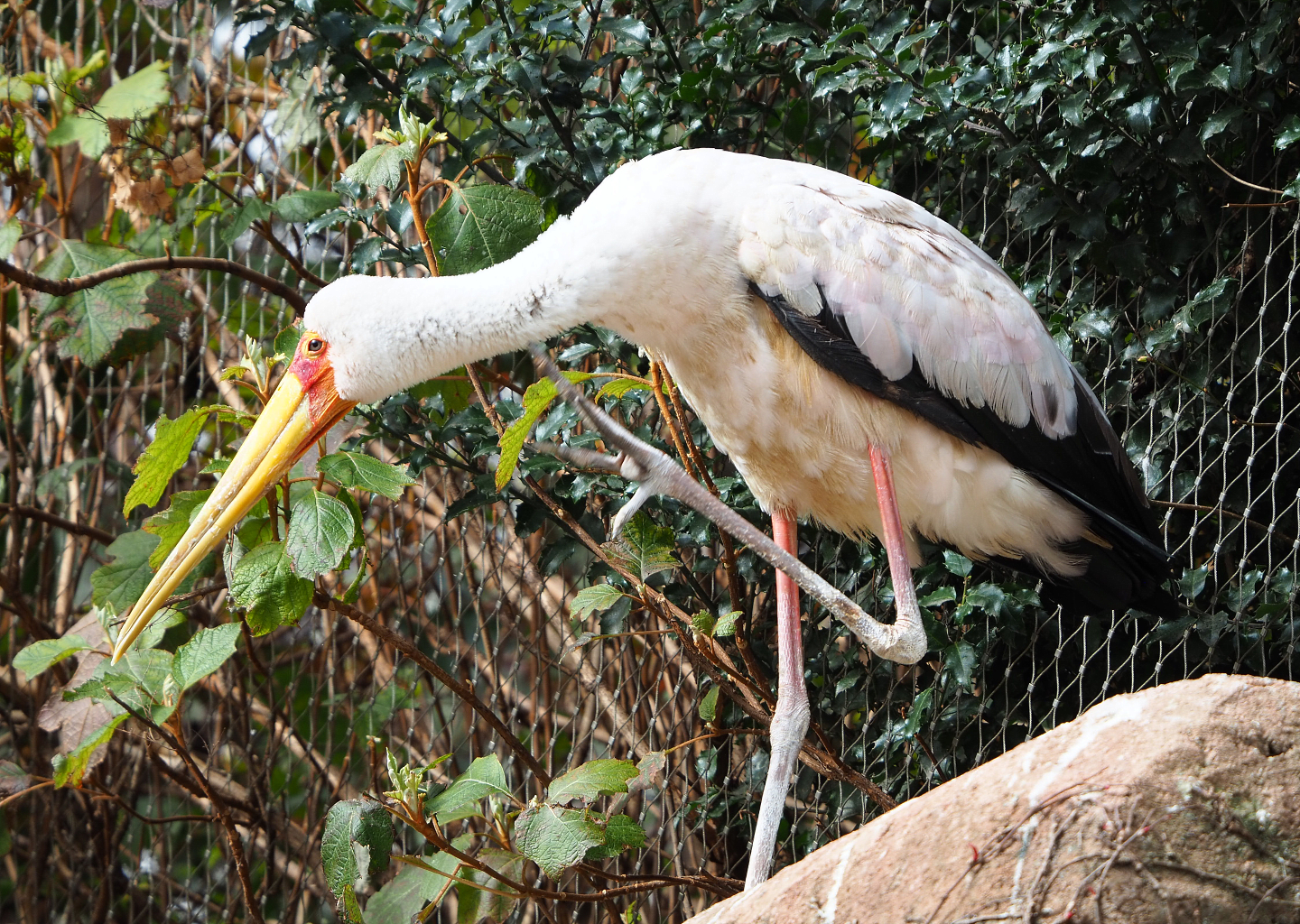 Yellow-billed stork (Mycteria ibis), 2022-03-16