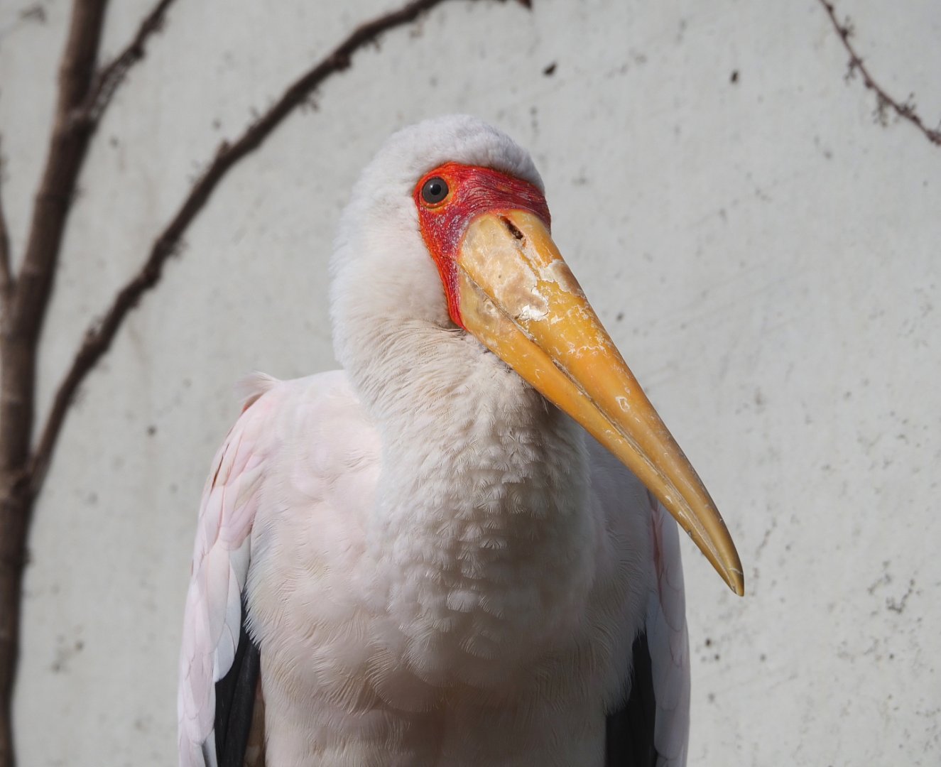 Yellow-billed stork (Mycteria ibis), 2022-03-16
