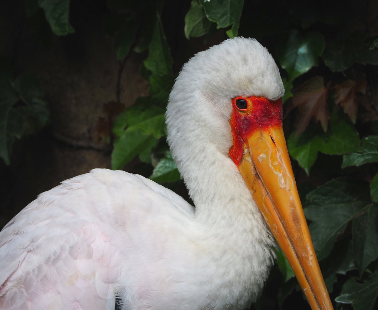 Yellow-billed stork (Mycteria ibis), 2022-05-26