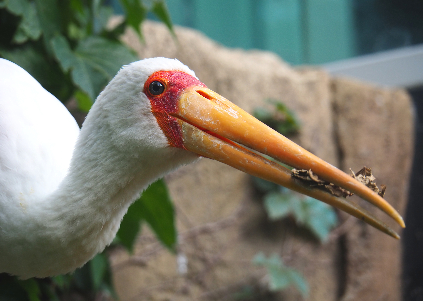 Yellow-billed stork (Mycteria ibis), 2022-05-26