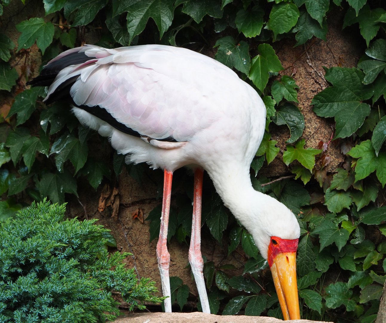 Yellow-billed stork (Mycteria ibis), 2022-05-26