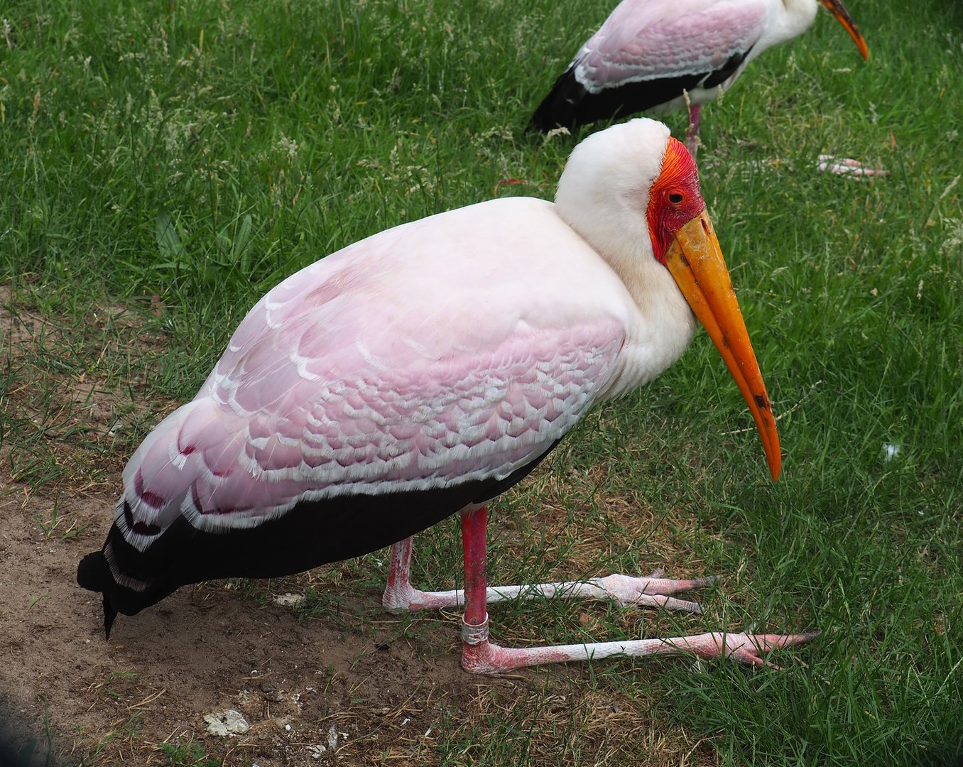 Yellow-billed stork (Mycteria ibis), 2022-06-12