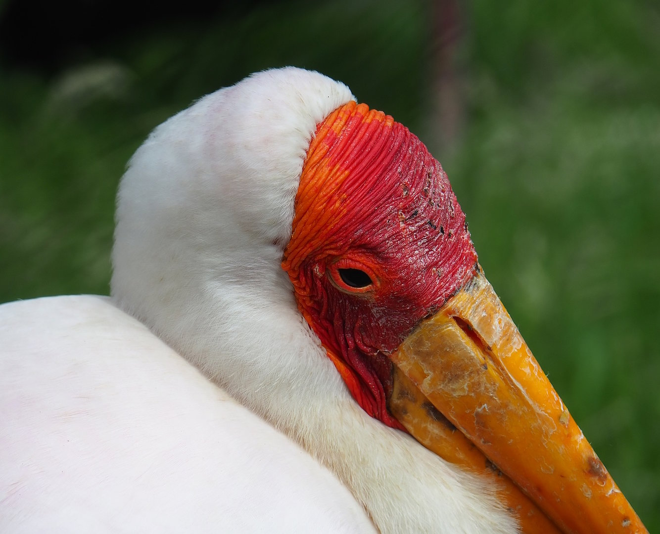 Yellow-billed stork (Mycteria ibis), 2022-06-12