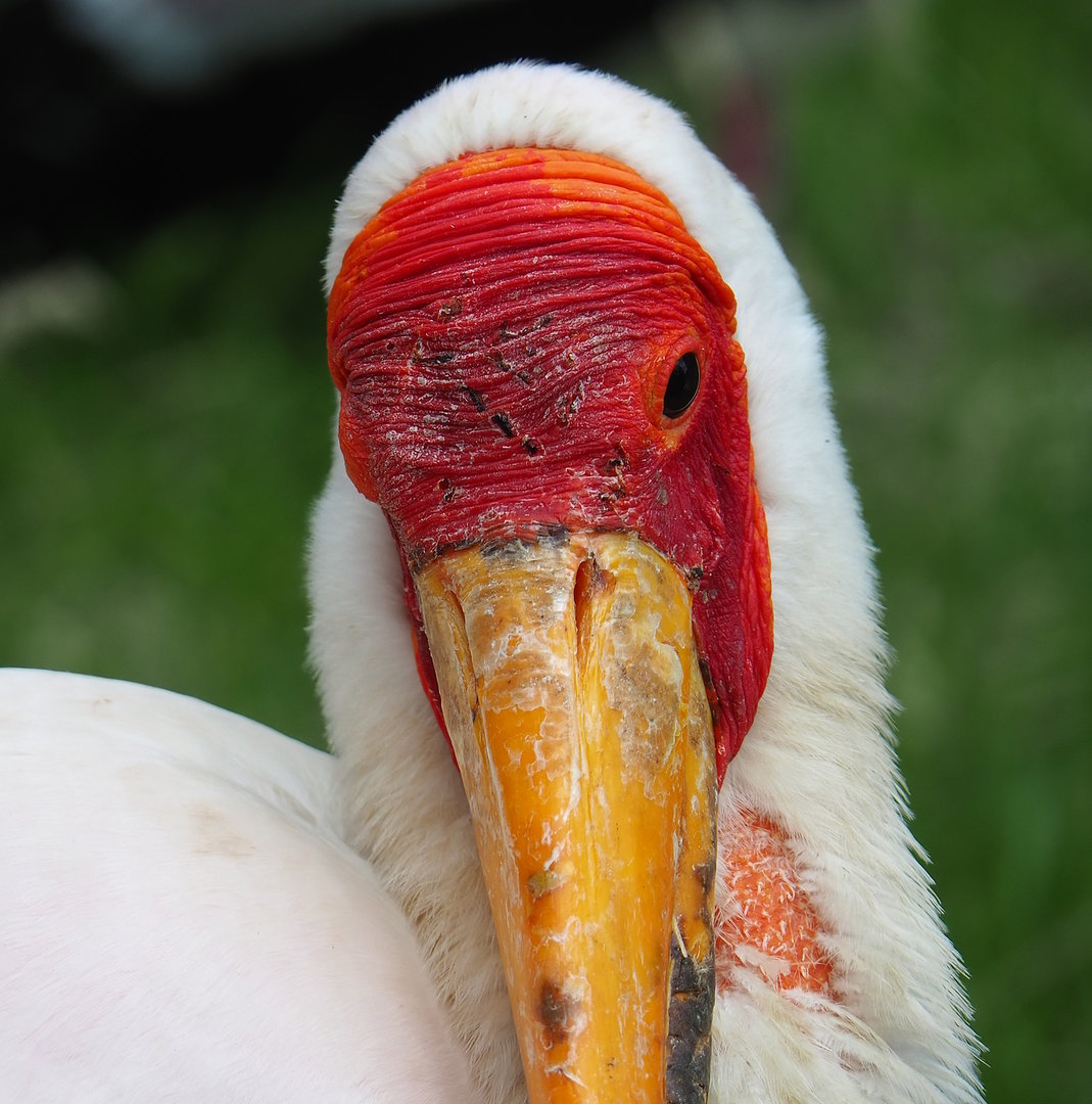 Yellow-billed stork (Mycteria ibis), 2022-06-12
