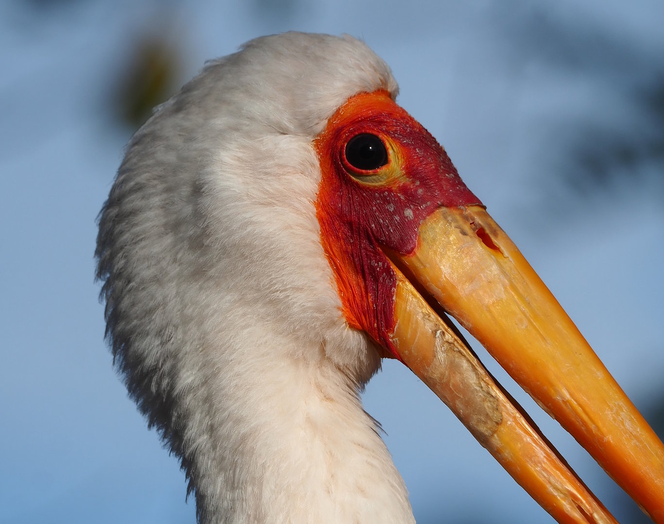 Yellow-billed stork (Mycteria ibis), 2022-10-29