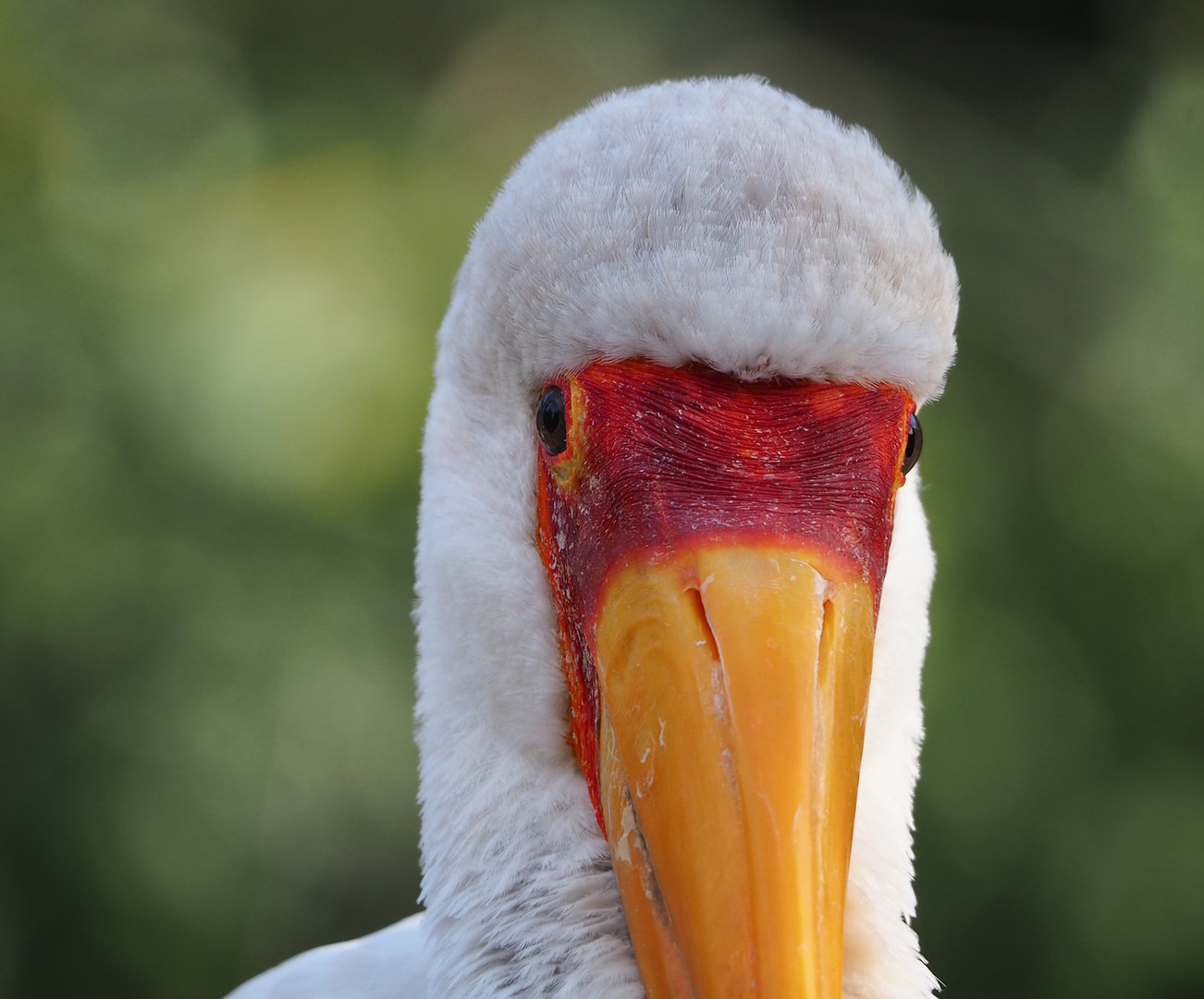 Yellow-billed stork (Mycteria ibis), 2022-10-29