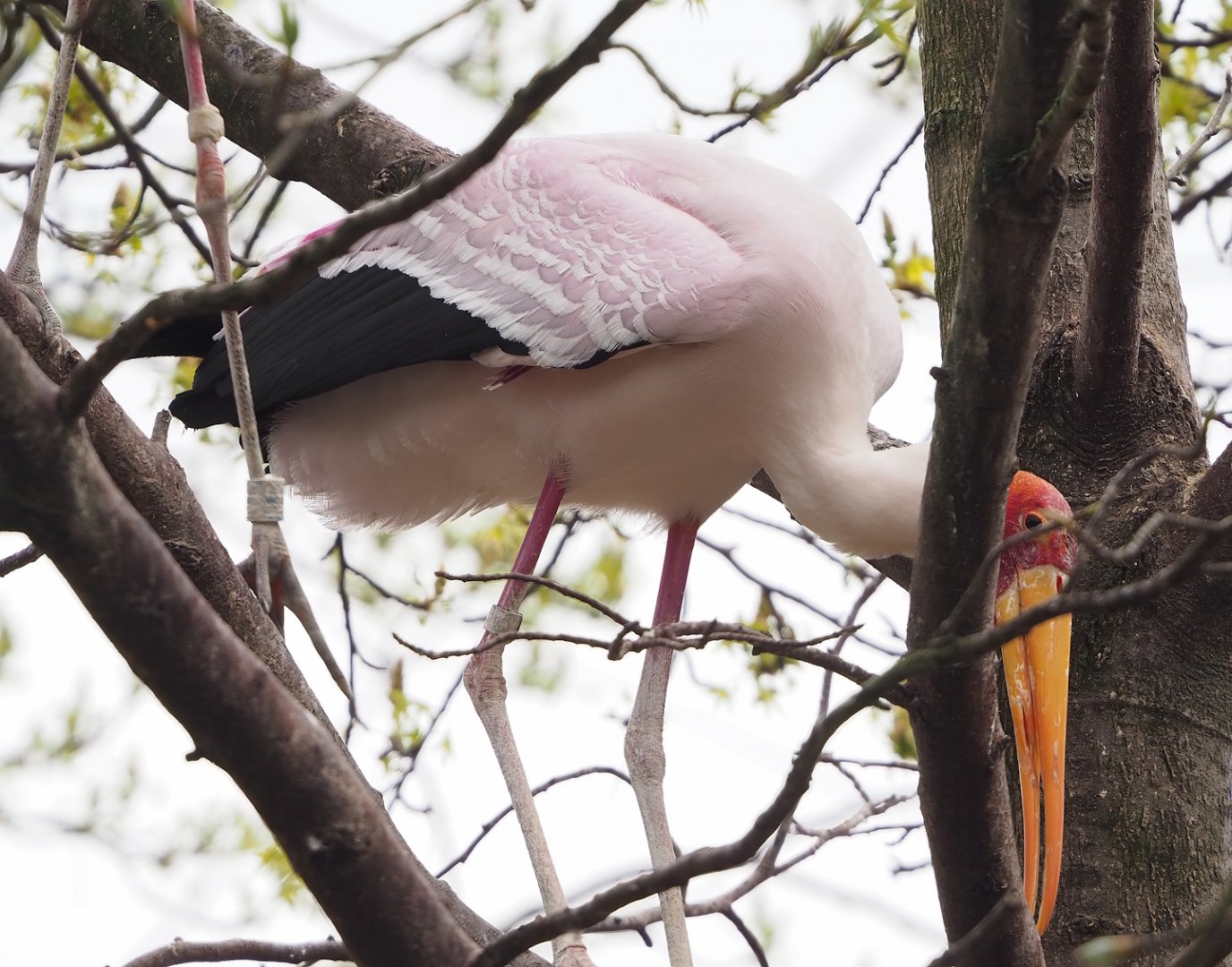 Yellow-billed stork (Mycteria ibis), 2023-04-08