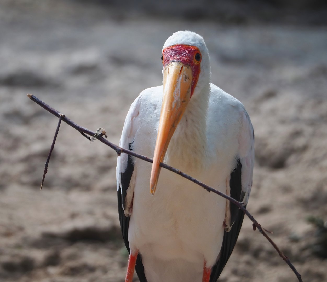 Yellow-billed stork (Mycteria ibis), 2023-07-02