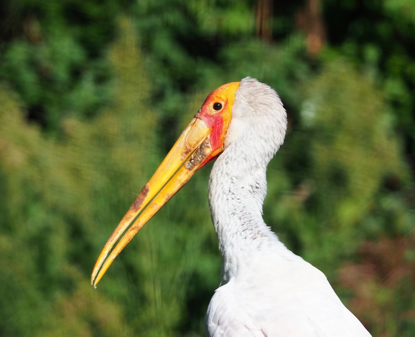 Yellow-billed stork (Mycteria ibis), 2023-09-24