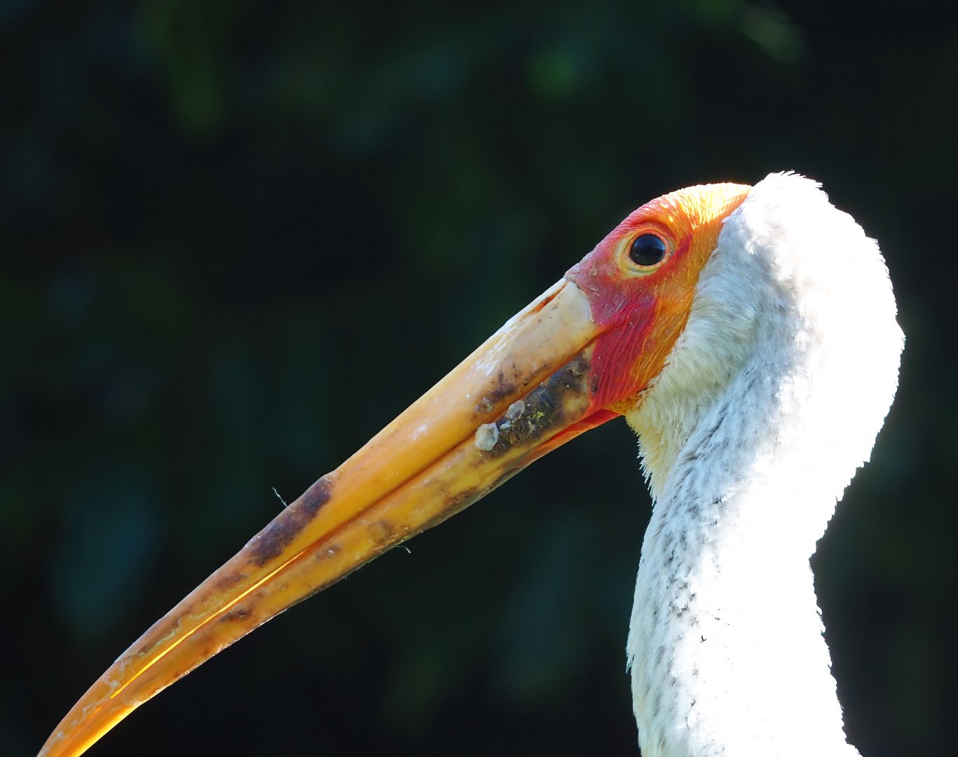 Yellow-billed stork (Mycteria ibis), 2023-09-24