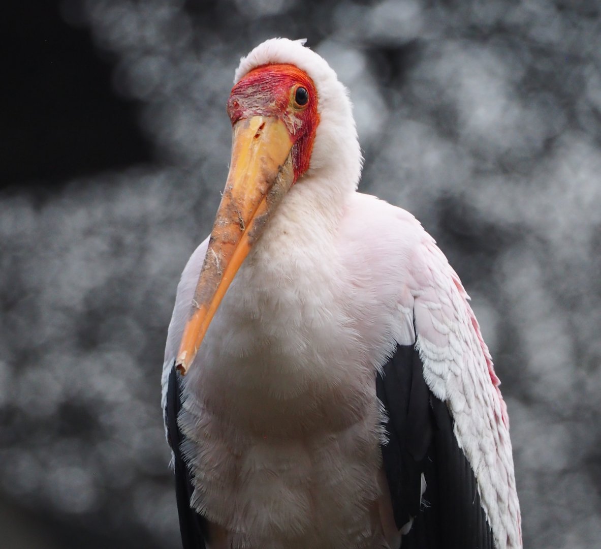 Yellow-billed stork (Mycteria ibis), 2024-02-17