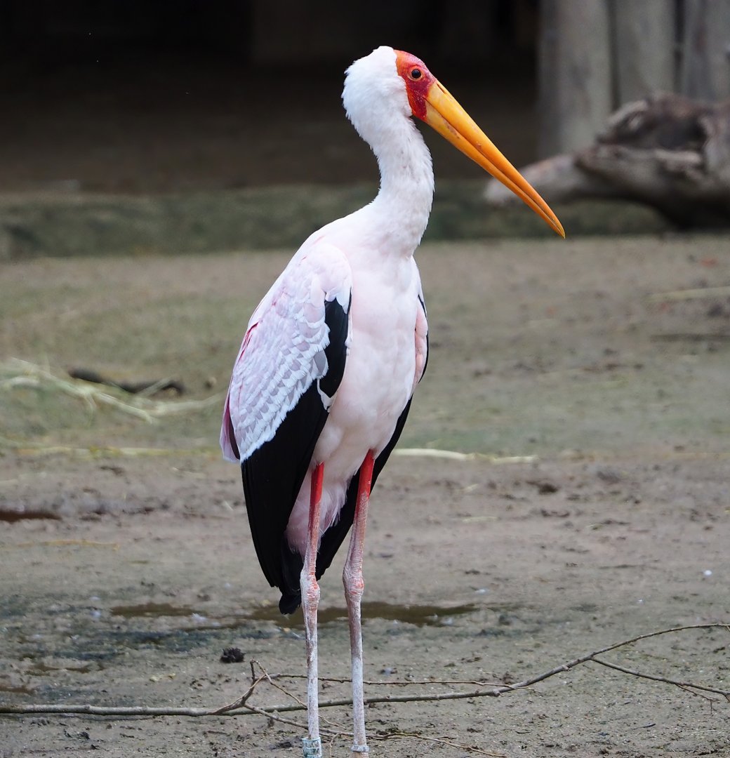 Yellow-billed stork (Mycteria ibis), 2024-02-17