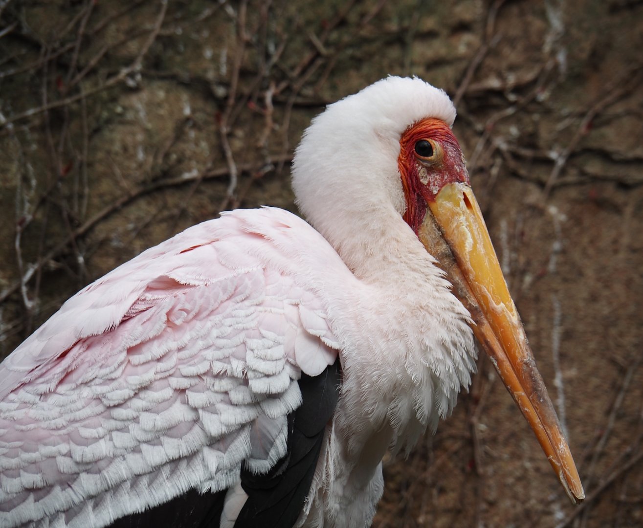 Yellow-billed stork (Mycteria ibis), 2024-03-09