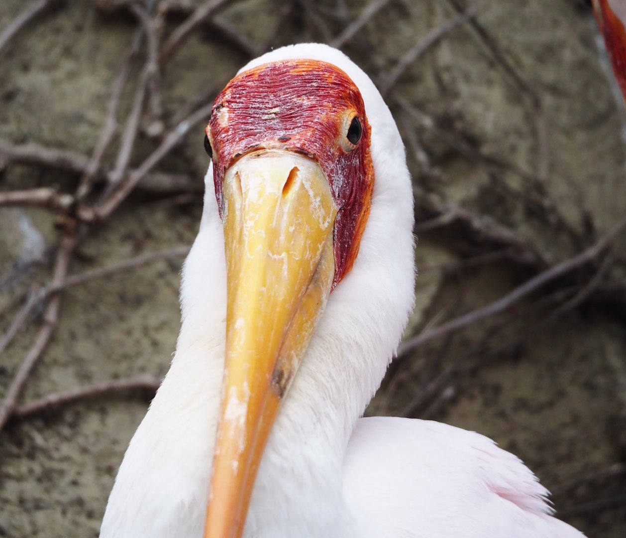 Yellow-billed stork (Mycteria ibis), 2024-03-09
