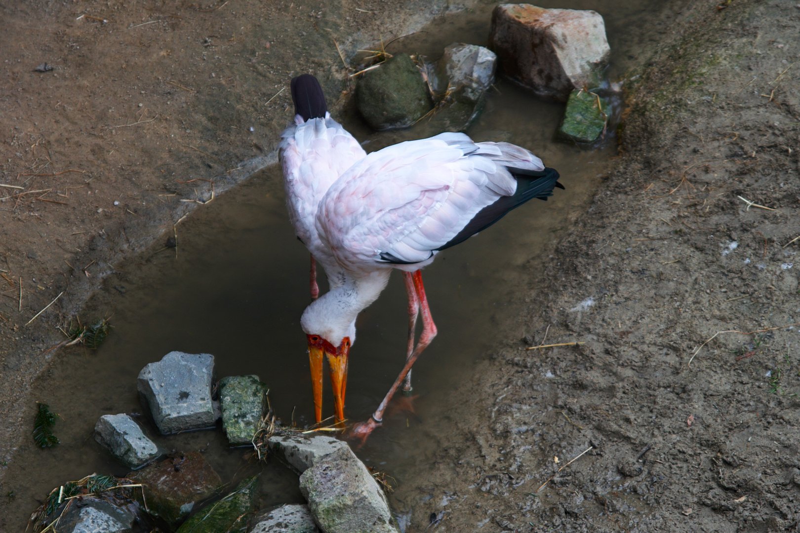 Yellow-billed Stork (Mycteria ibis), 2025-01-20