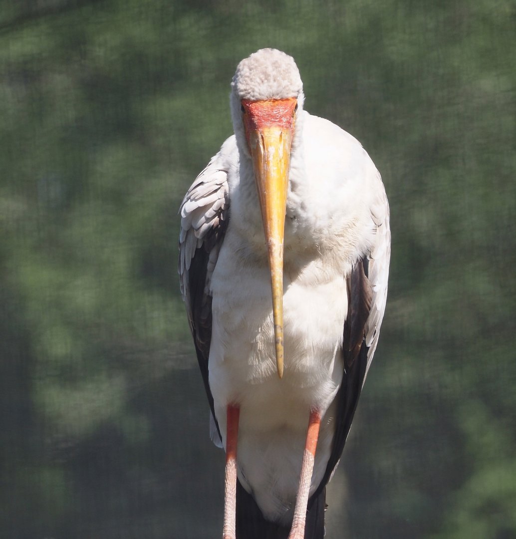 Yellow-billed stork (Mycteria ibis), 2025-08-03