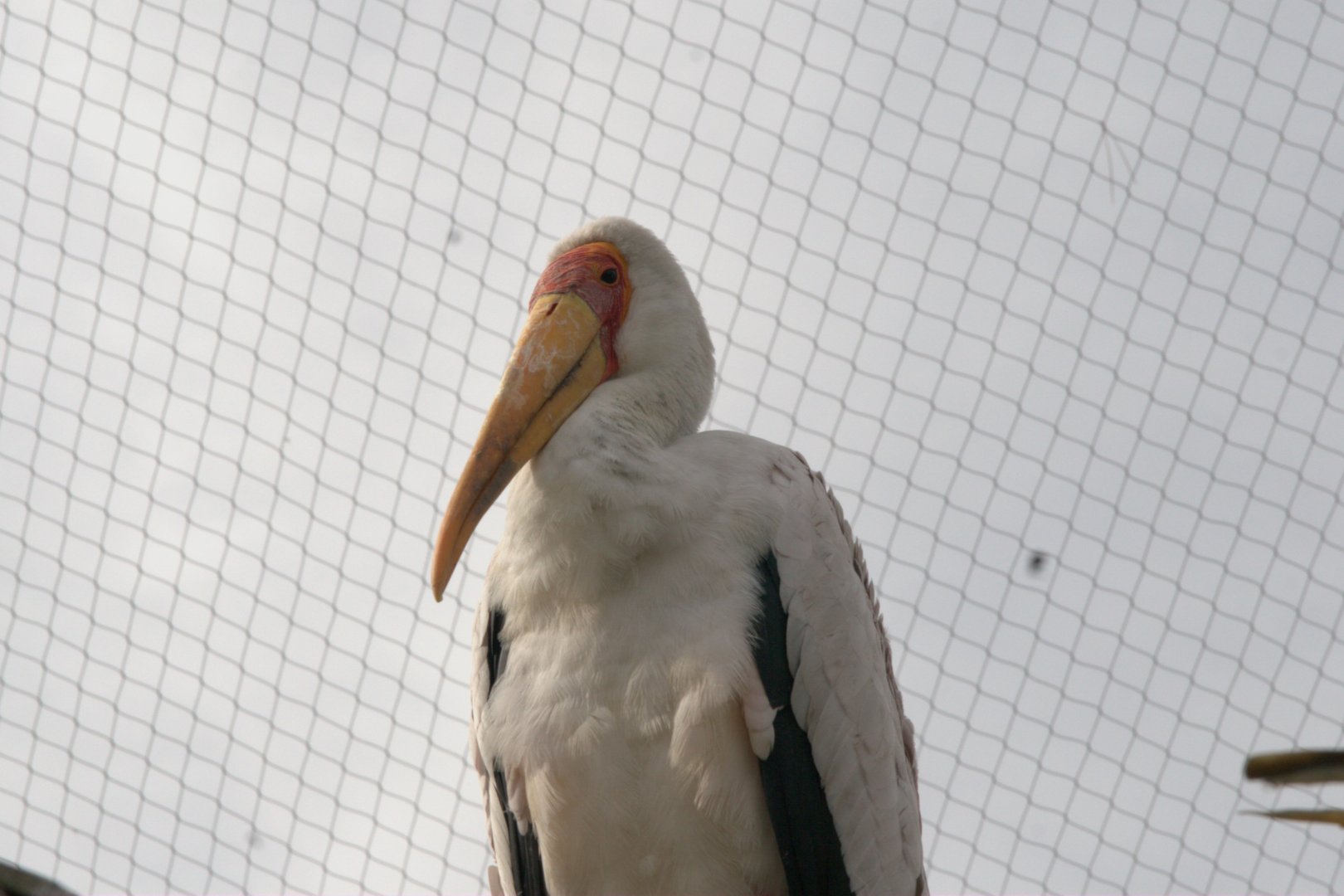 Yellow-billed Stork (Mycteria ibis), 25-08-25