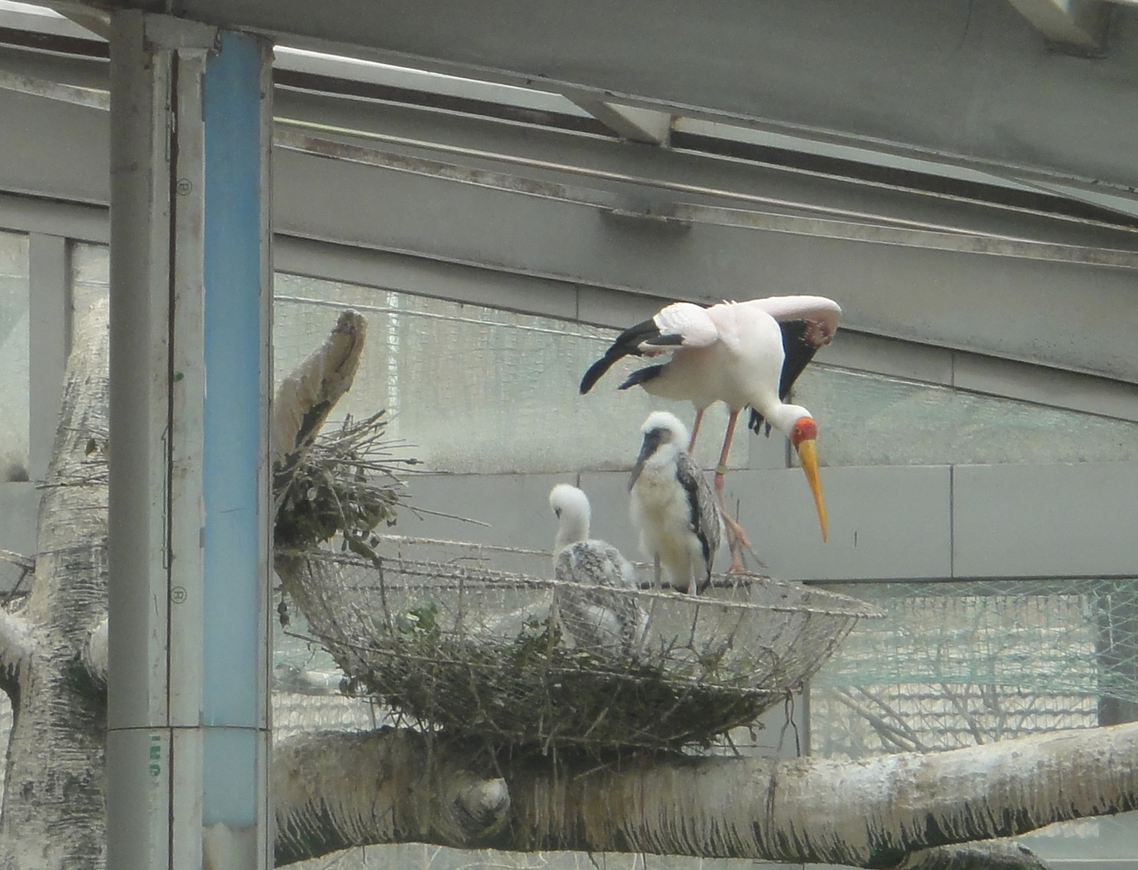 Yellow-billed Stork (Mycteria ibis) nestling