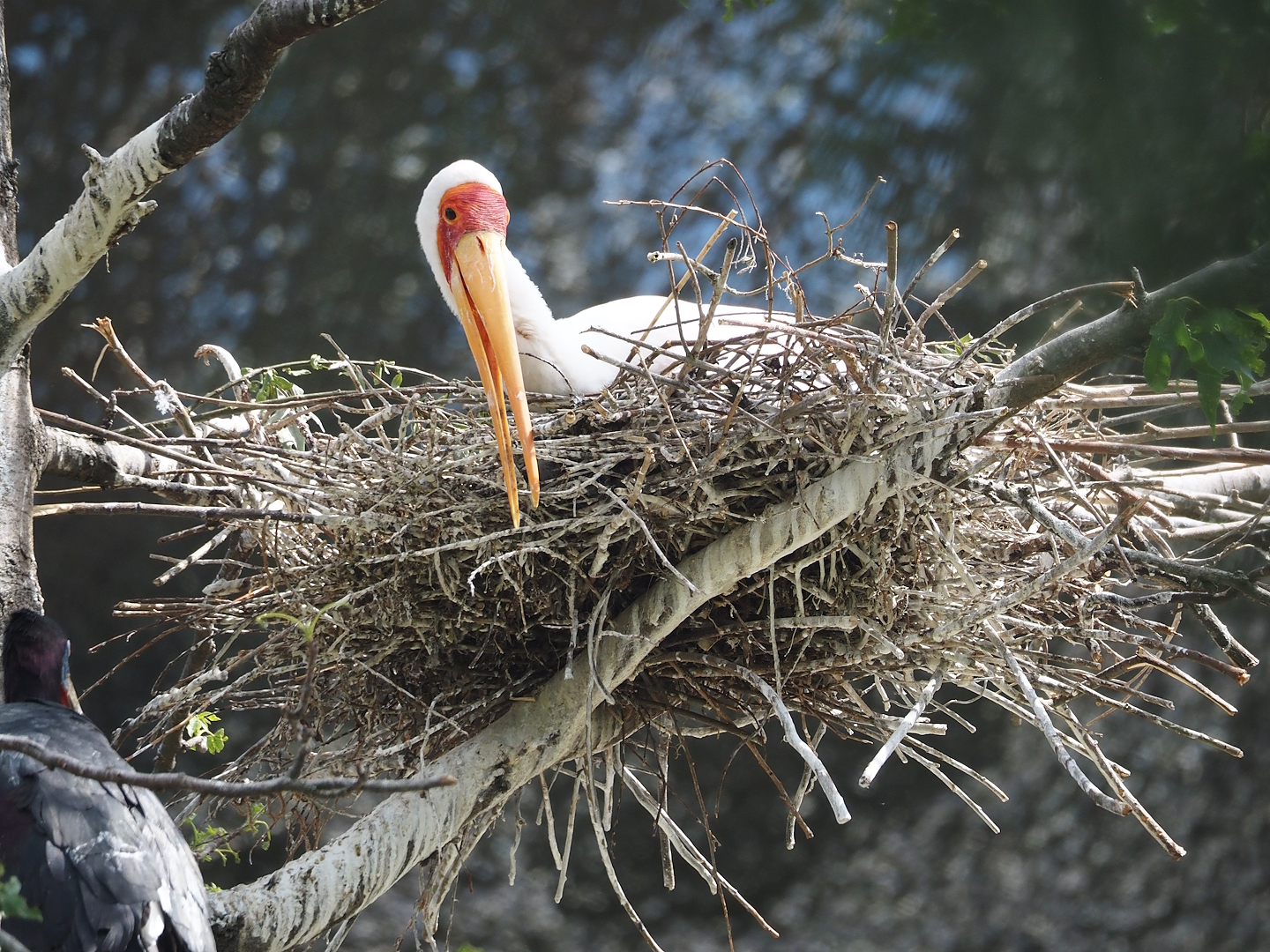Yellow-billed stork (Mycteria ibis) on nest, 2025-05-14