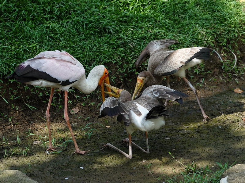 Yellow-billed stork (Mycteria ibis) with chicks