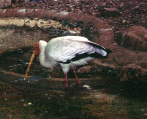Yellow-billed Stork (Mycteria ibis)