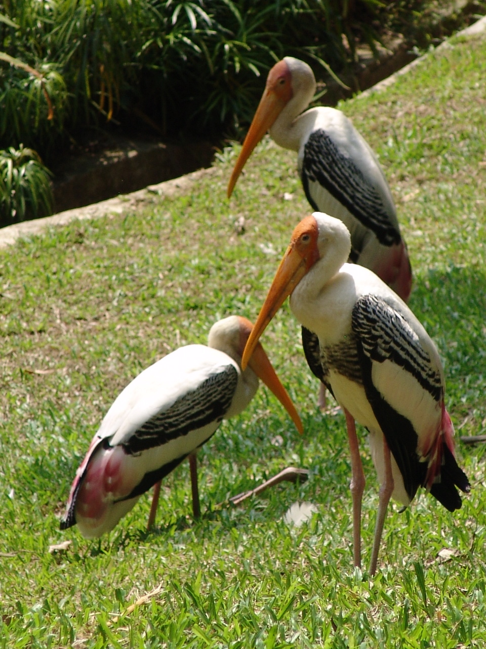 Yellow-billed Stork (Mycteria ibis)