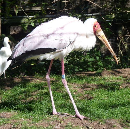 Yellow-billed stork (Mycteria ibis)