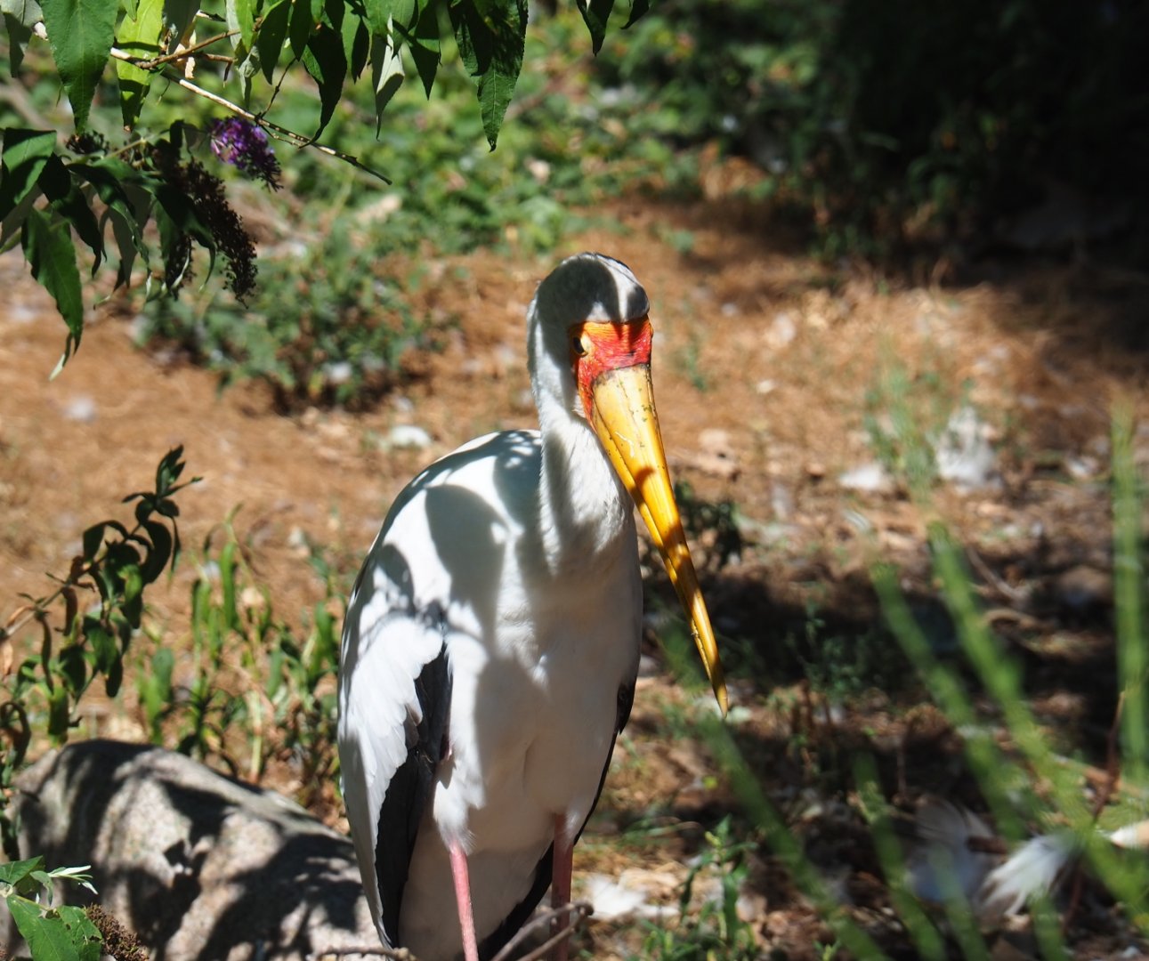 Yellow-billed stork (Mycteria ibis)