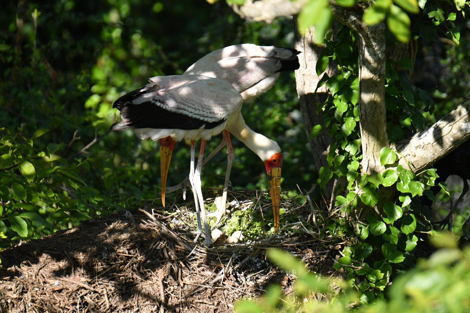 Yellow-billed stork (Mycteria ibis)