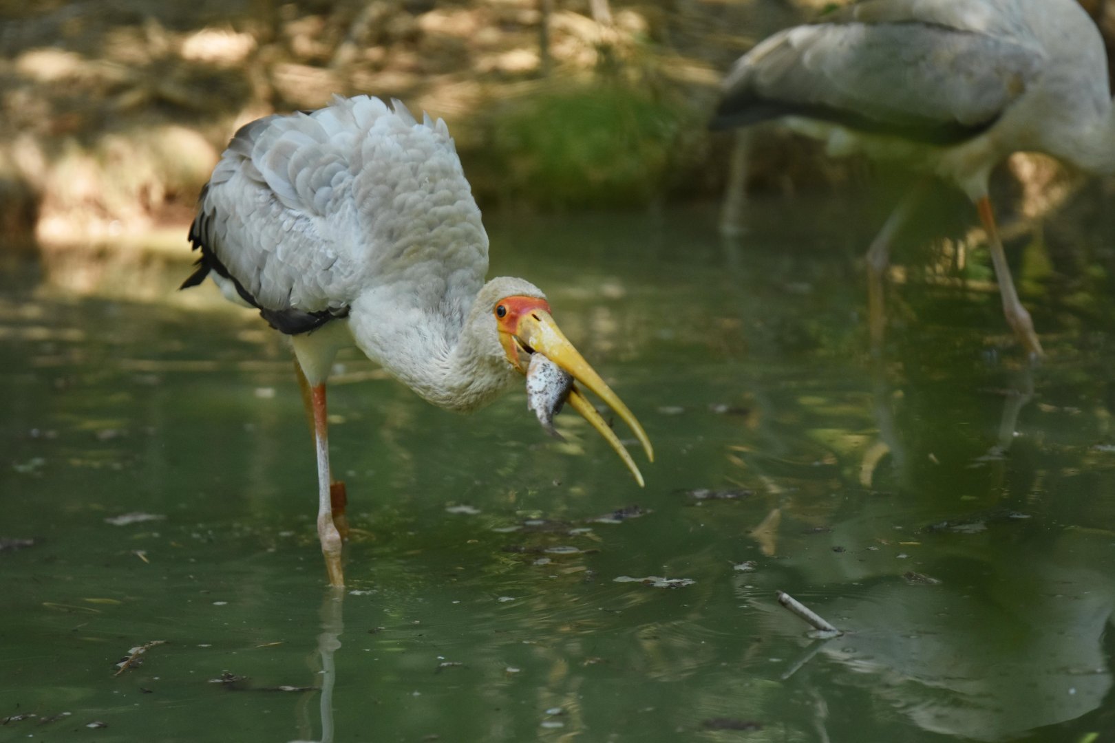 Yellow-billed stork (Mycteria ibis)