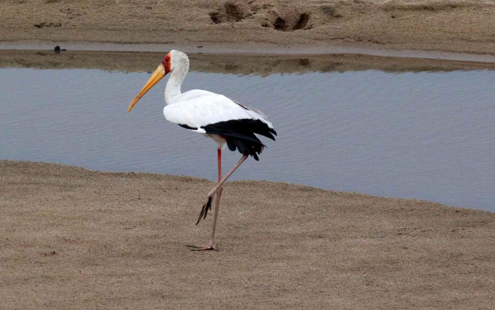 Yellow-billed Stork (Mycteria ibis)