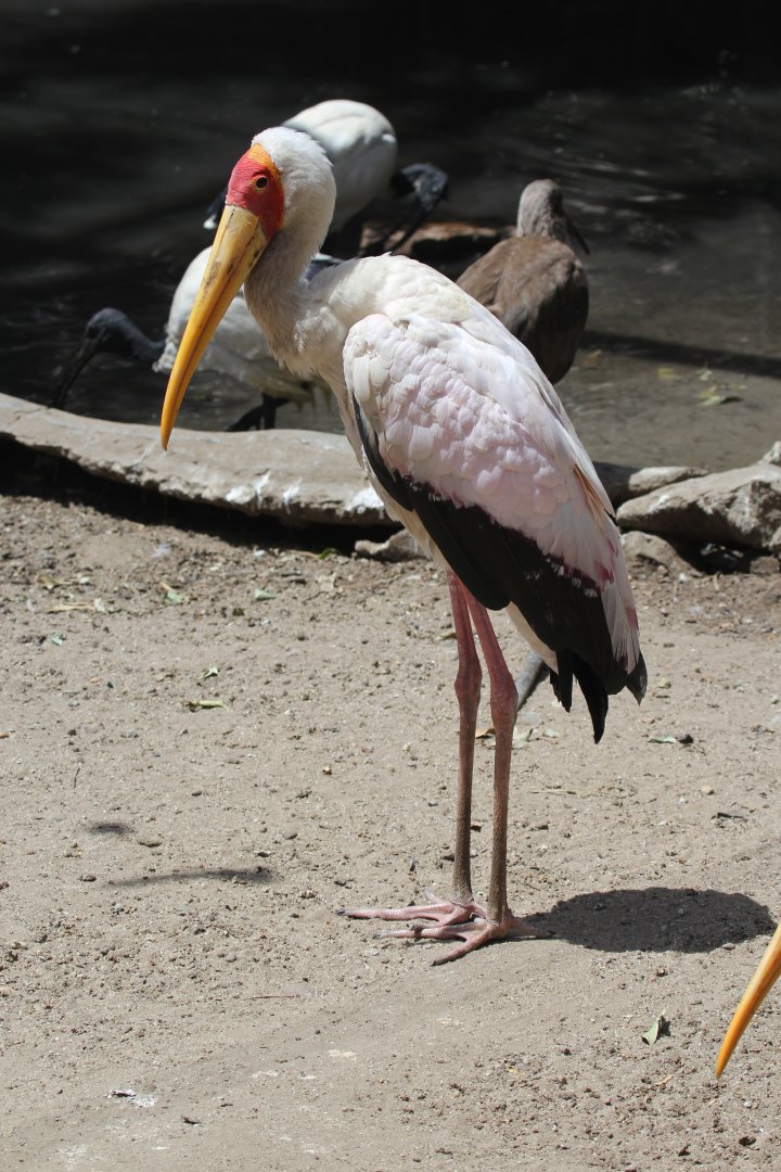 yellow-billed stork (Mycteria ibis)