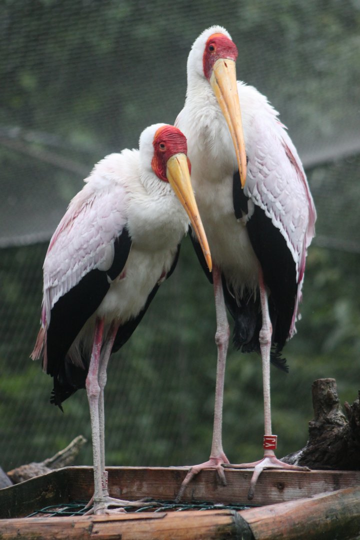 Yellow-billed stork (Mycteria ibis)
