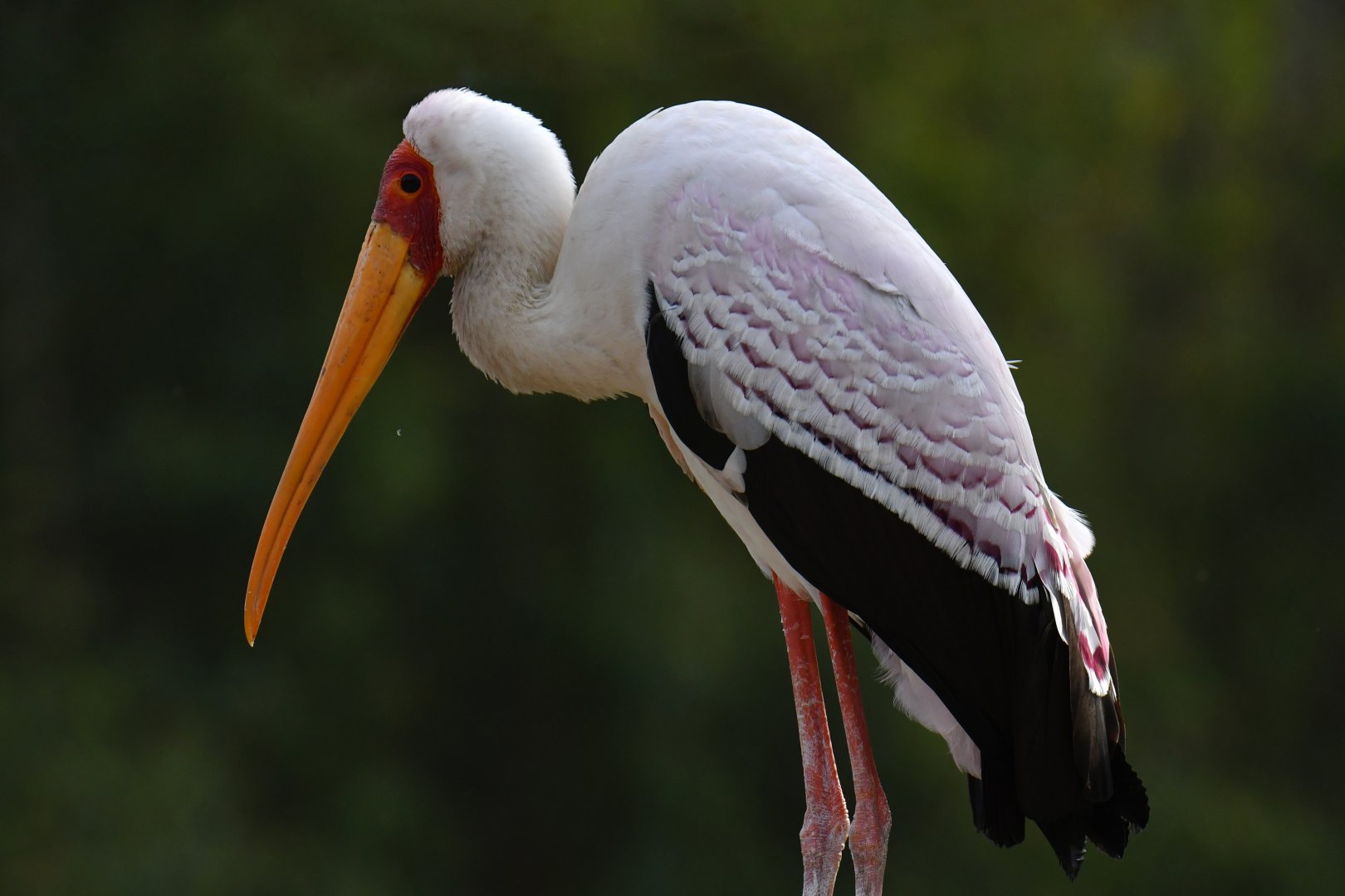 Yellow-billed Stork (Mycteria ibis)