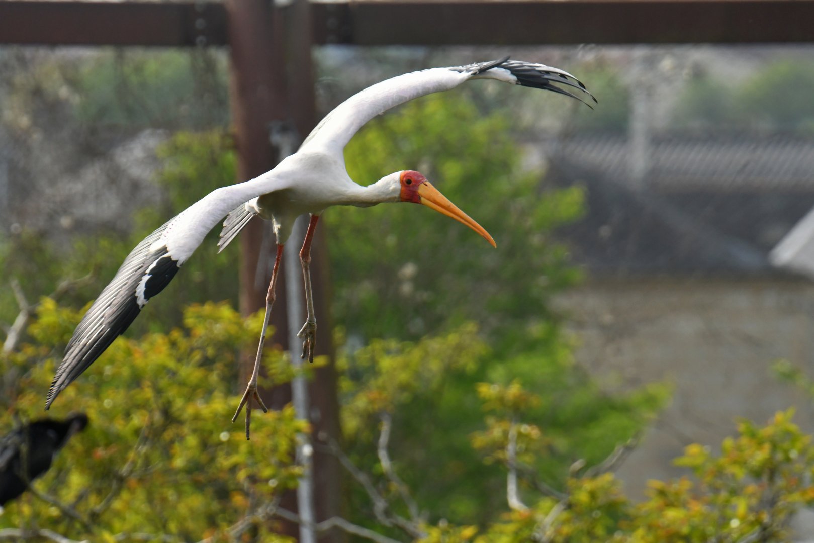 Yellow-billed Stork (Mycteria ibis)