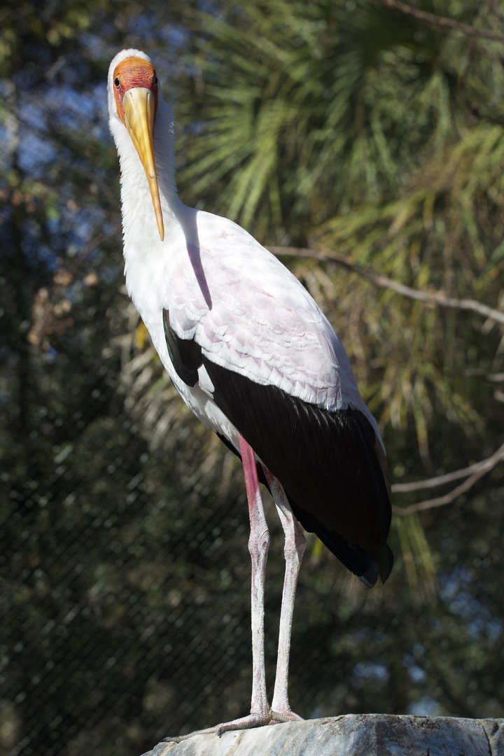 Yellow-Billed Stork/ Mycteria ibis