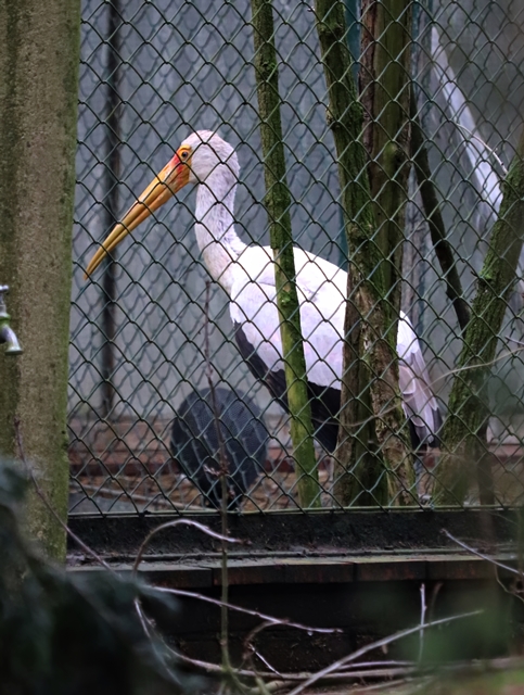 Yellow-billed stork (Mycteria ibis)