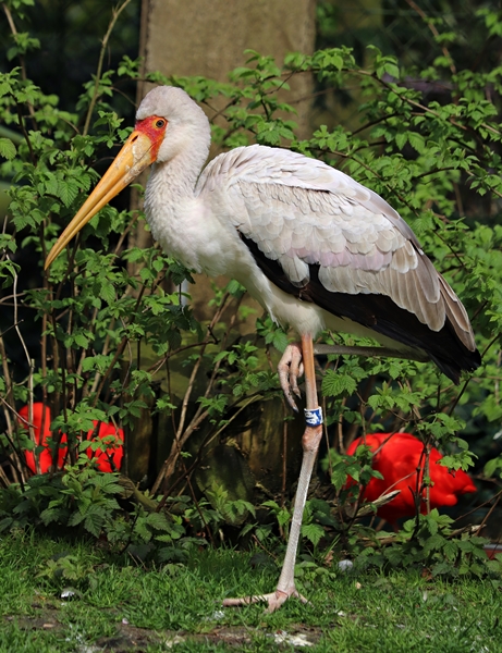 Yellow-billed stork (Mycteria ibis)