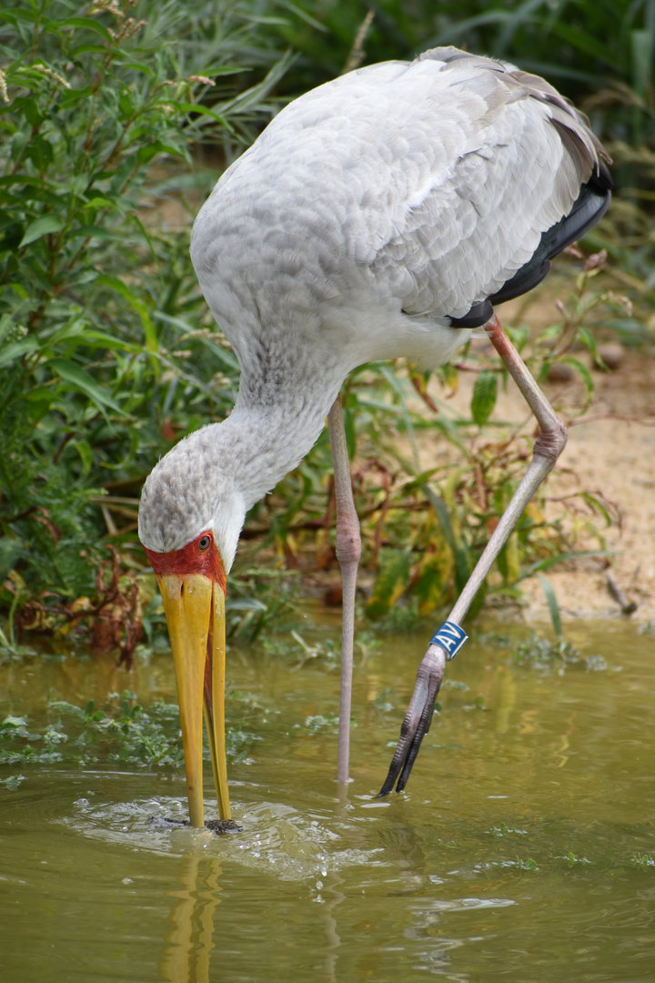 Yellow-billed Stork - Mycteria ibis