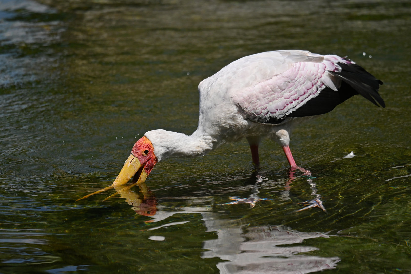 Yellow-billed Stork Mycteria ibis