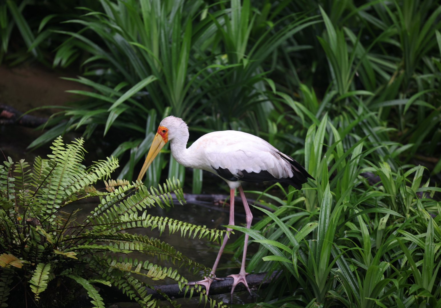 Yellow-billed Stork (Mycteria ibis)
