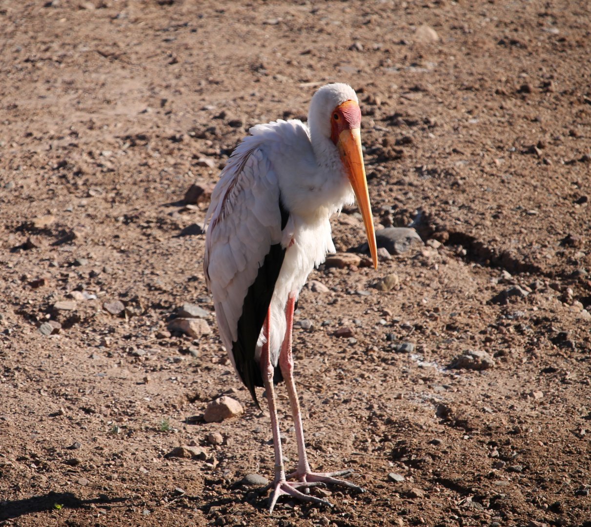 Yellow-billed Stork (Mycteria ibis)