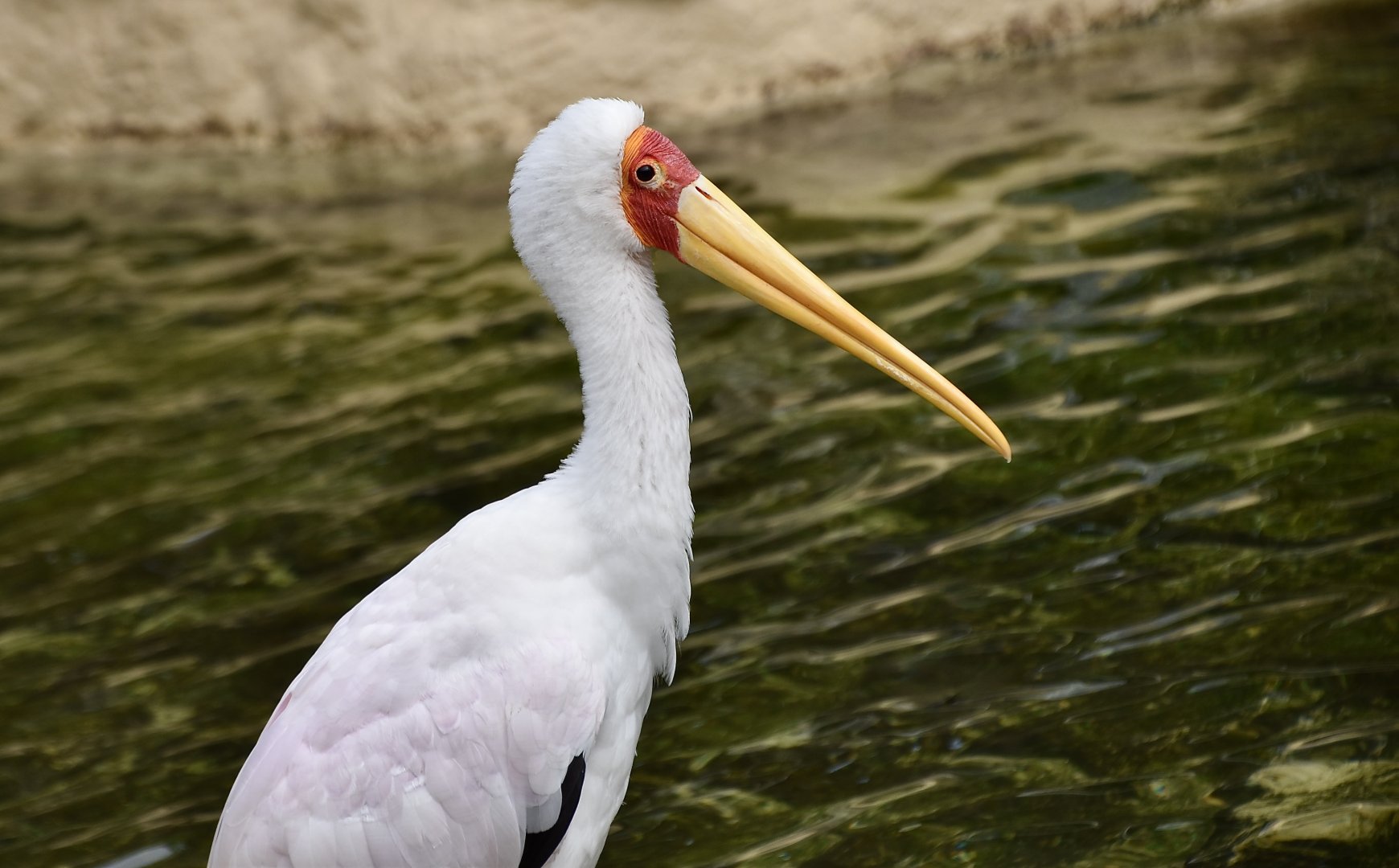 Yellow-Billed Stork (Mycteria ibis)