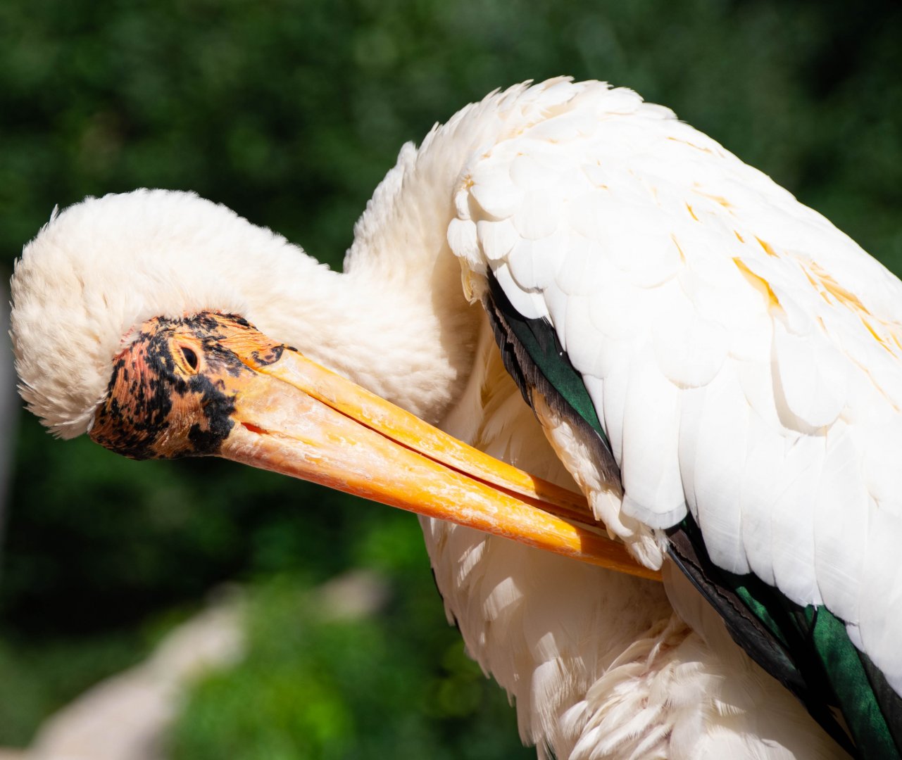 Yellow-billed stork (Mycteria ibis)