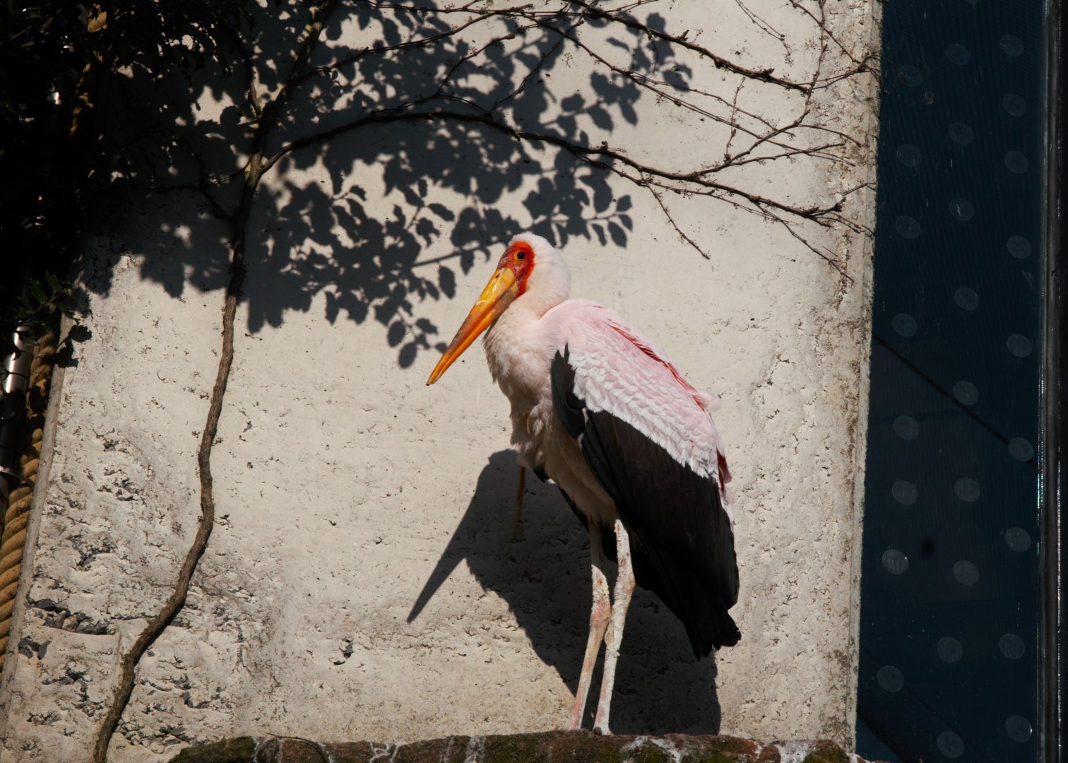 Yellow-billed Stork (Mycteria Ibis)
