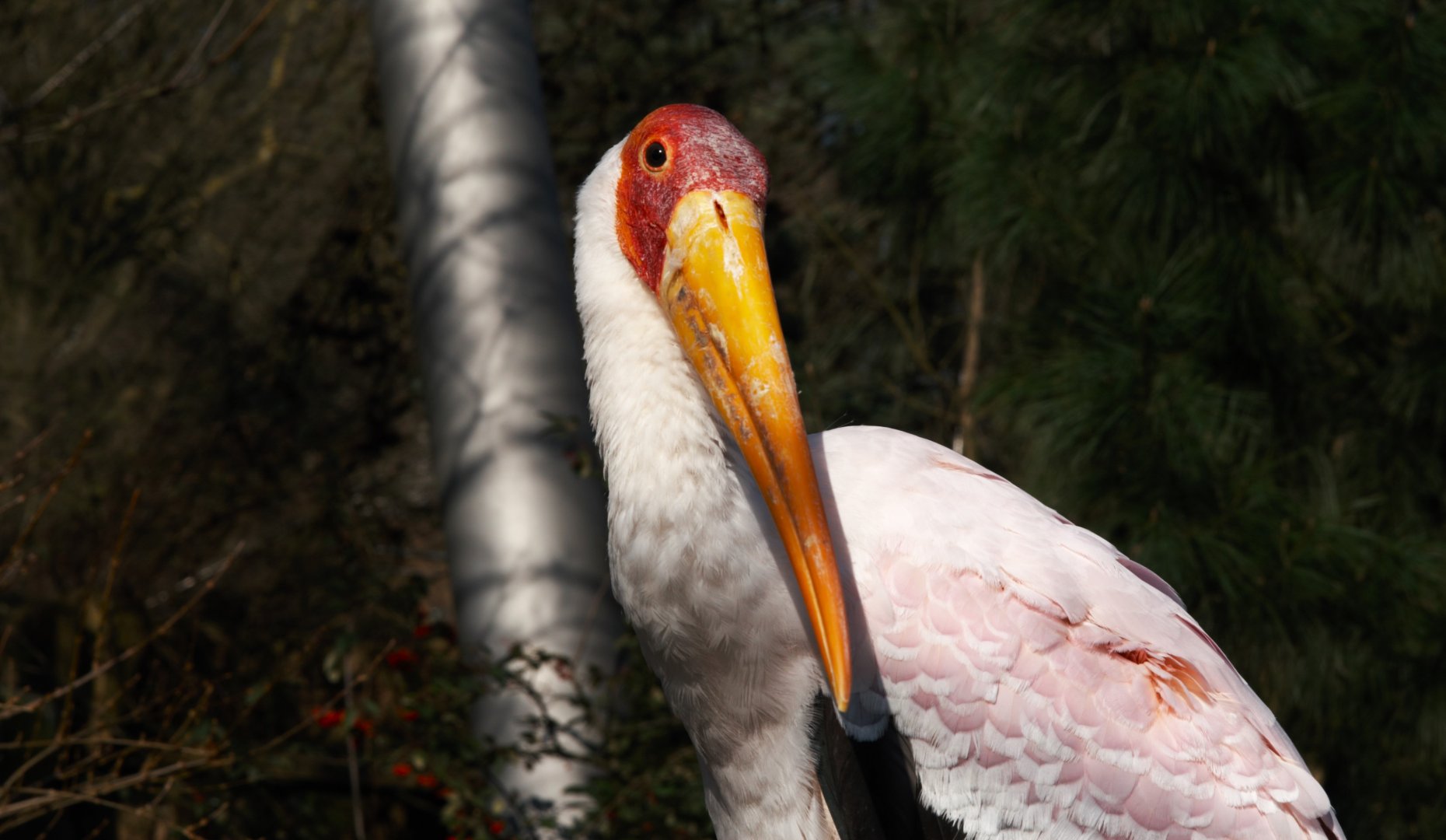 Yellow-billed Stork (Mycteria Ibis)