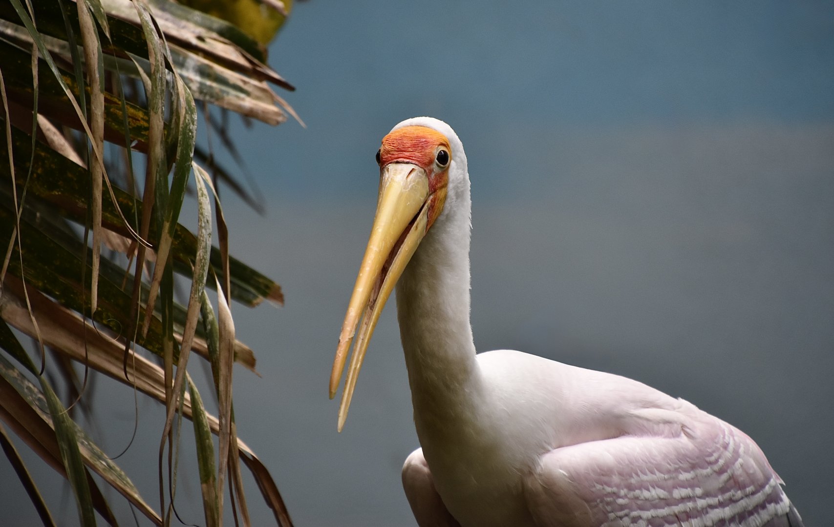 Yellow-Billed Stork (Mycteria ibis)